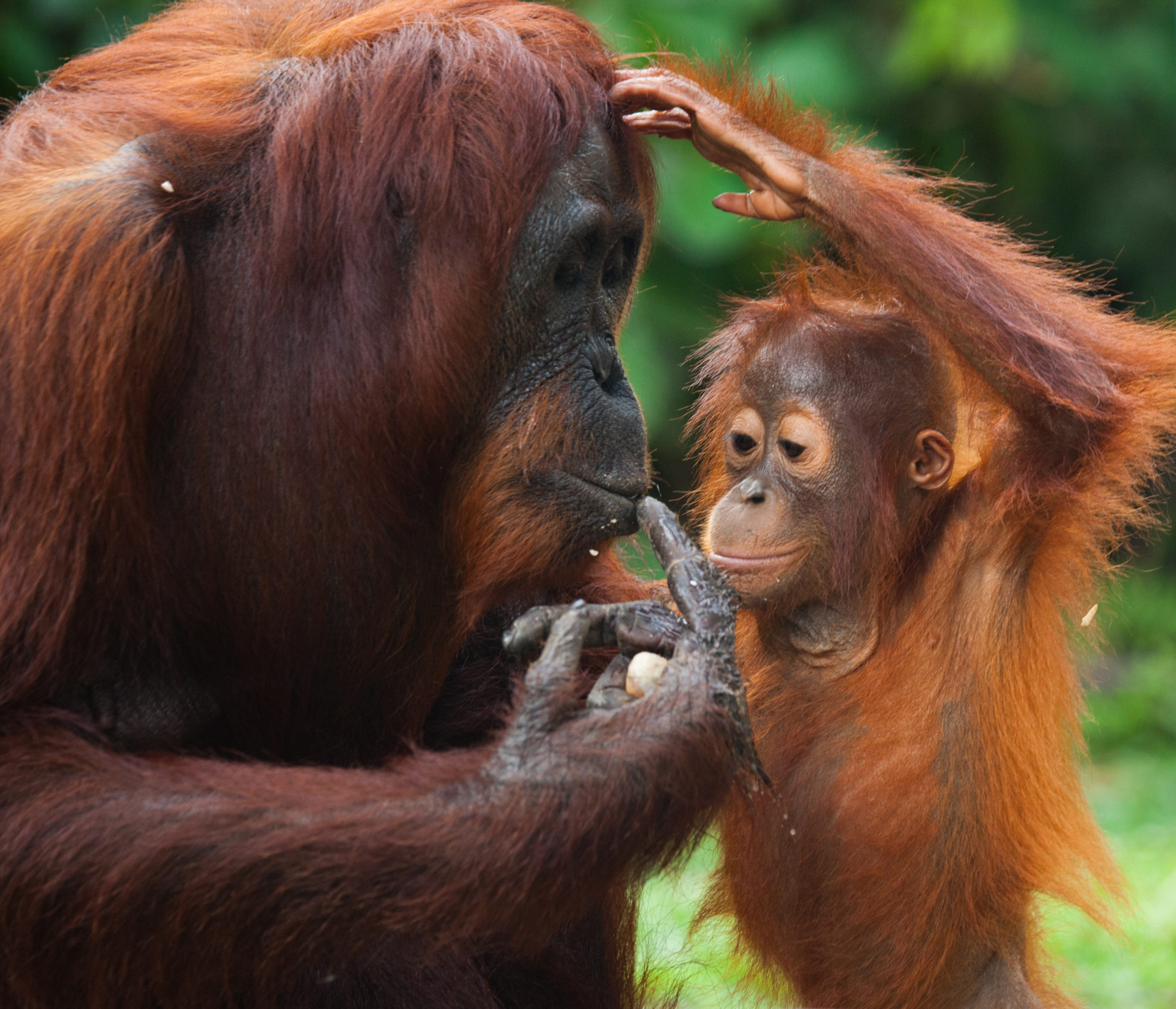 Orangutanes en borneo